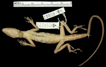 Media type: image; Herpetology R-154127